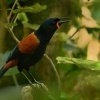 Lalocnik sedlaty - Philesturnus rufusater - North Island Saddleback - tieke 6068